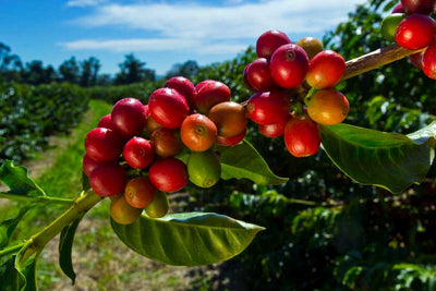 COFFEE - FROM THE PLANT TO YOUR CUP